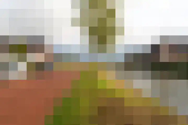 Boomgaard 43 Nieuwendijk thumbnail 40