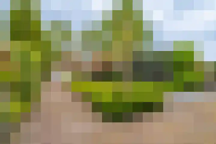 Boomgaard 56 Hoogezand thumbnail 47