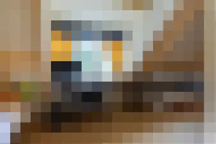 Boomheuvel 1 Best thumbnail 29