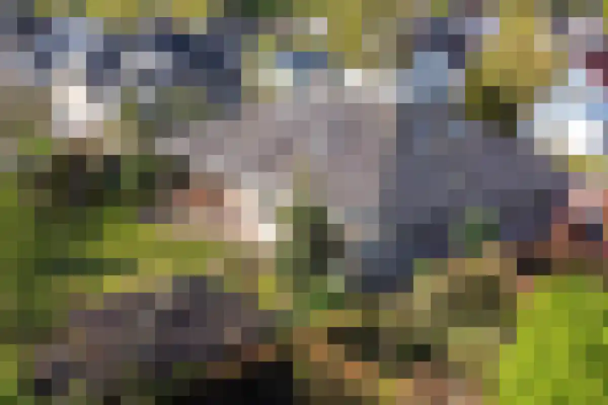 Boomheuvel 7 Best thumbnail 58