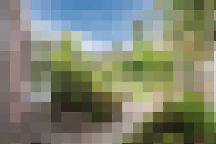Boomheuvel 8 Best thumbnail 39
