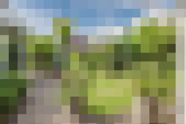 Boomheuvel 8 Best thumbnail 40