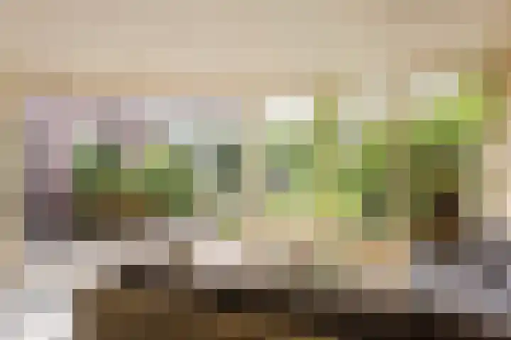 Boomheuvel 8 Best thumbnail 42