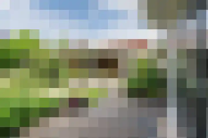 Boomheuvel 8 Best thumbnail 45
