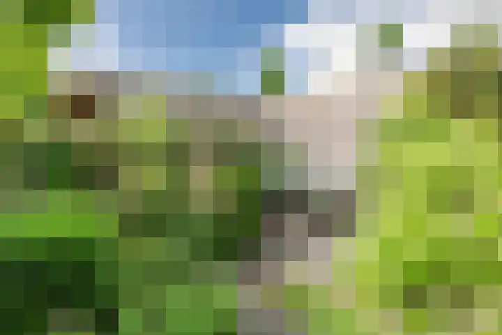 Boomheuvel 8 Best thumbnail 46