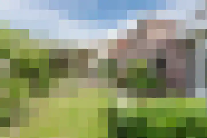 Boomheuvel 8 Best thumbnail 6