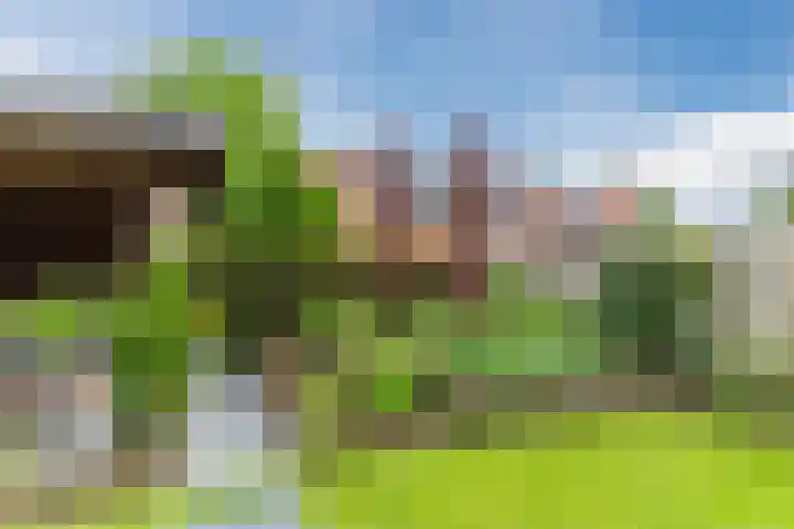 Boomkamp 17 Geldermalsen thumbnail 67