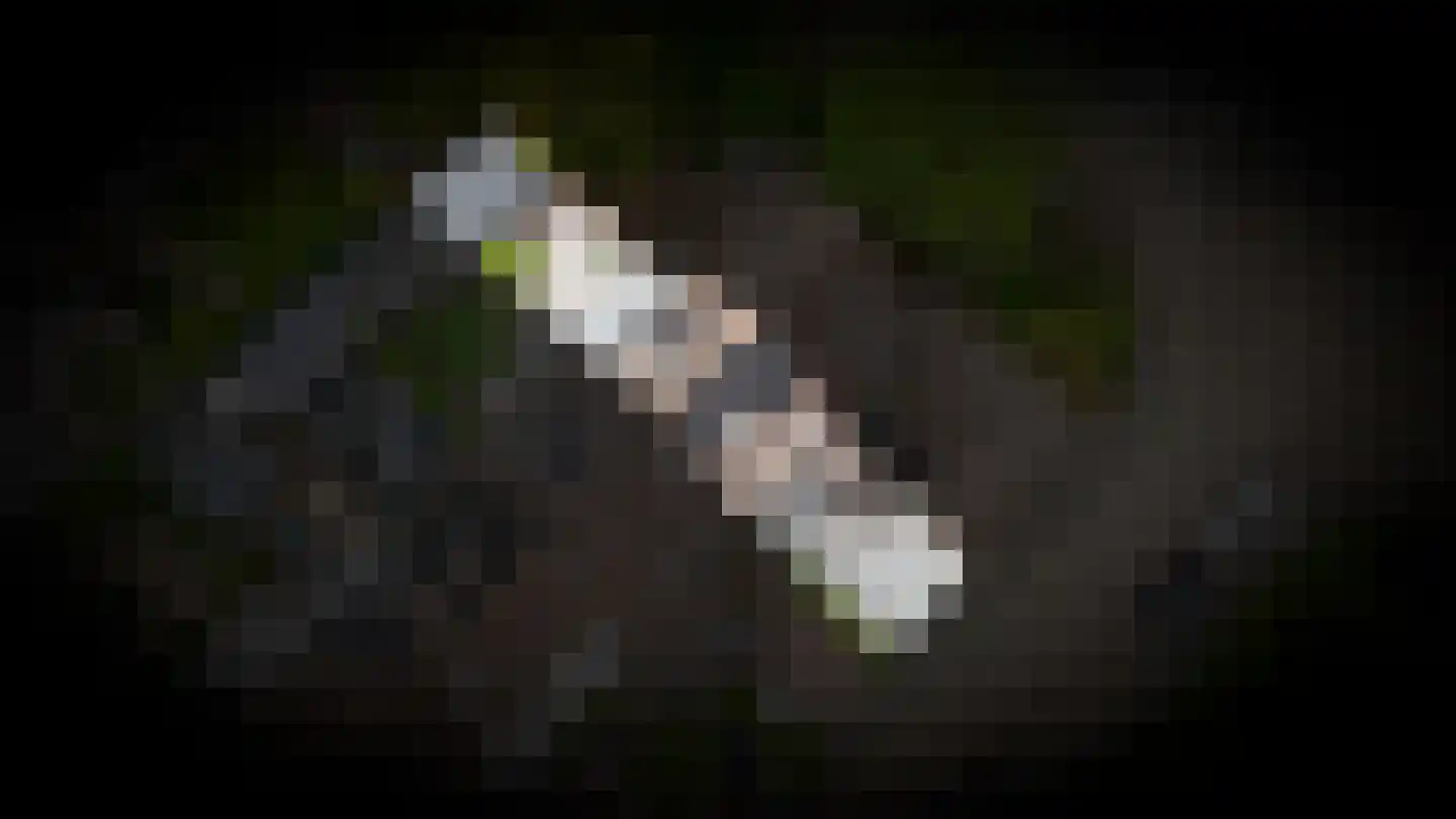 Boomkamp 4 Geldermalsen thumbnail 36