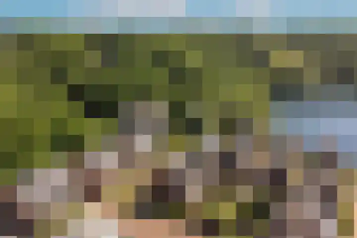 Boomklever 22 Rhenen thumbnail 42