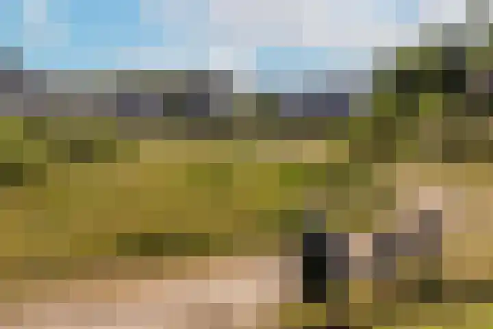 Boomklever 22 Rhenen thumbnail 44