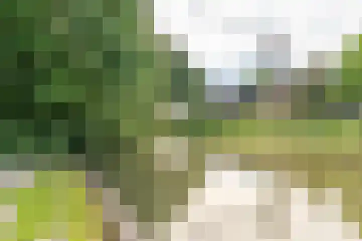 Boomkruiper 8 Nieuwegein thumbnail 26