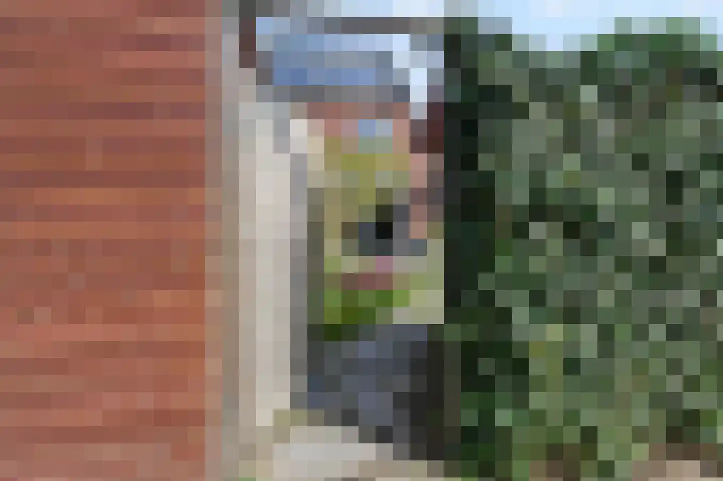 Boomkruiperzoom 8 Pijnacker thumbnail 16