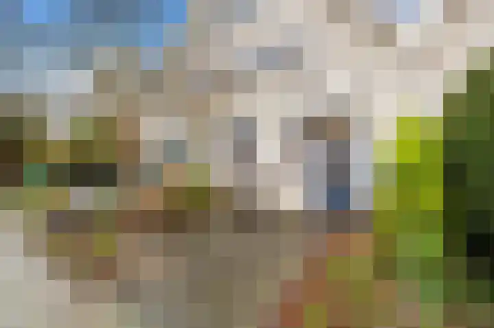 Boomkwekerij 15 Den Hoorn thumbnail 8