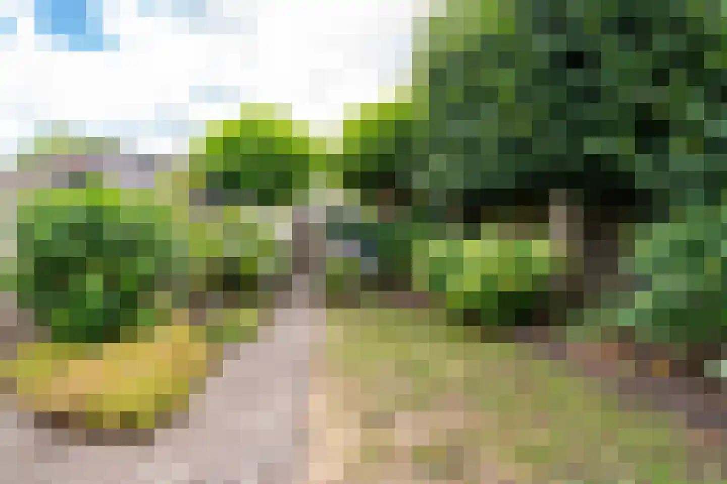 Boomleeuwerik 43 Goirle thumbnail 23