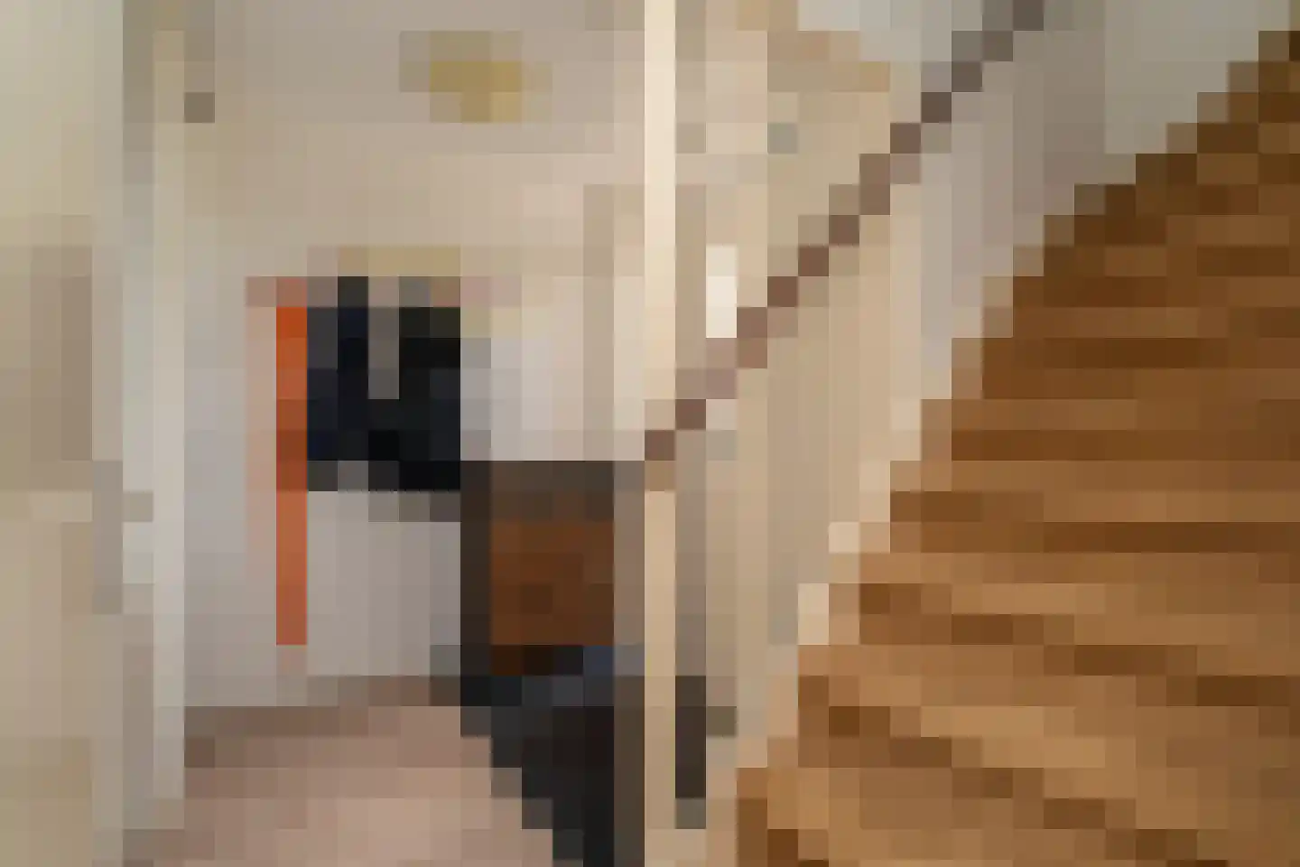 Boomleeuwerik 43 Goirle thumbnail 8