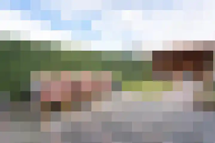 Boommarter 14 Dorst thumbnail 25
