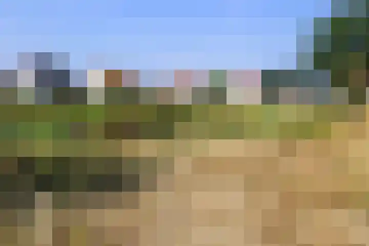 Boommarter 14 Dorst thumbnail 32