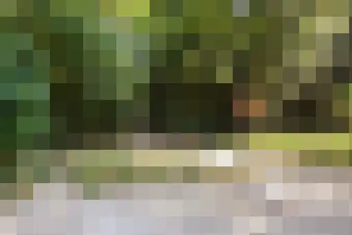 Boommarter 14 Dorst thumbnail 33