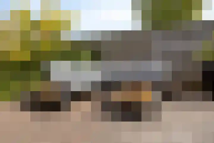 Boommarter 27 Veldhoven thumbnail 33