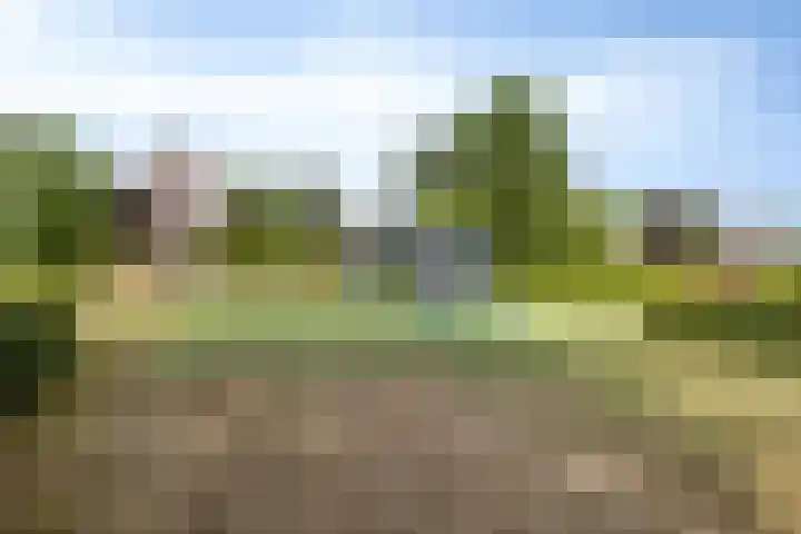 Boommarter 27 Veldhoven thumbnail 4