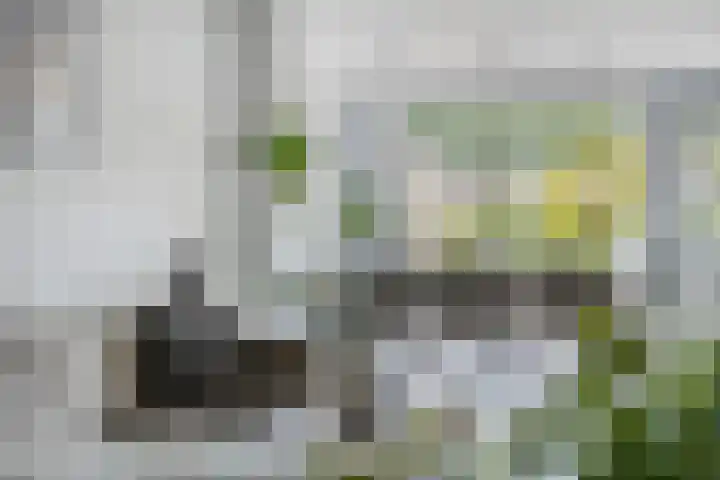 Boommarter 27 Veldhoven thumbnail 9