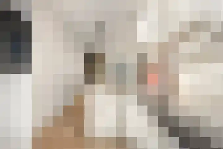 Boommarter 4 Boxtel thumbnail 13