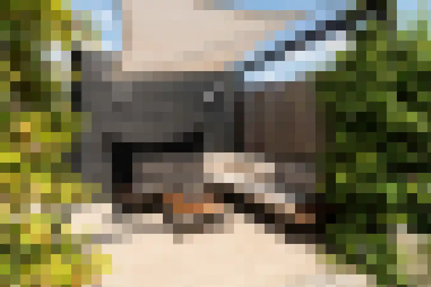 Boommarter 6 Boxtel thumbnail 14