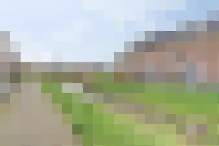 Boommarter 8 's-Gravenzande thumbnail 30