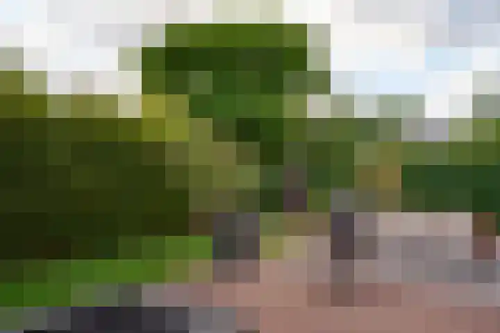 Boomschillerij 13 Waalre thumbnail 26