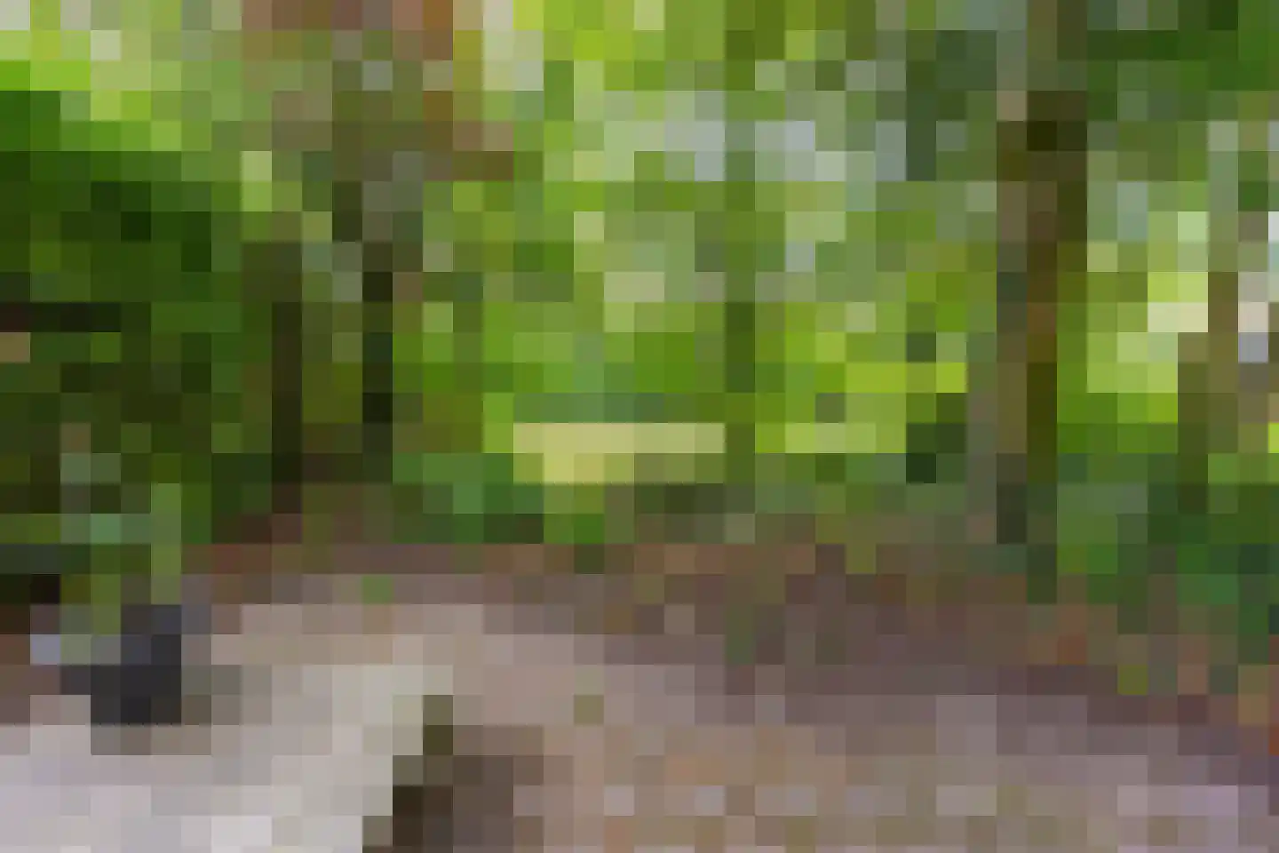 Boomstede 144 Maarssen thumbnail 22
