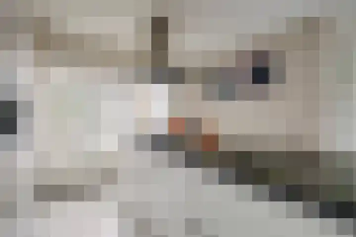 Boomstede 432 Maarssen thumbnail 11