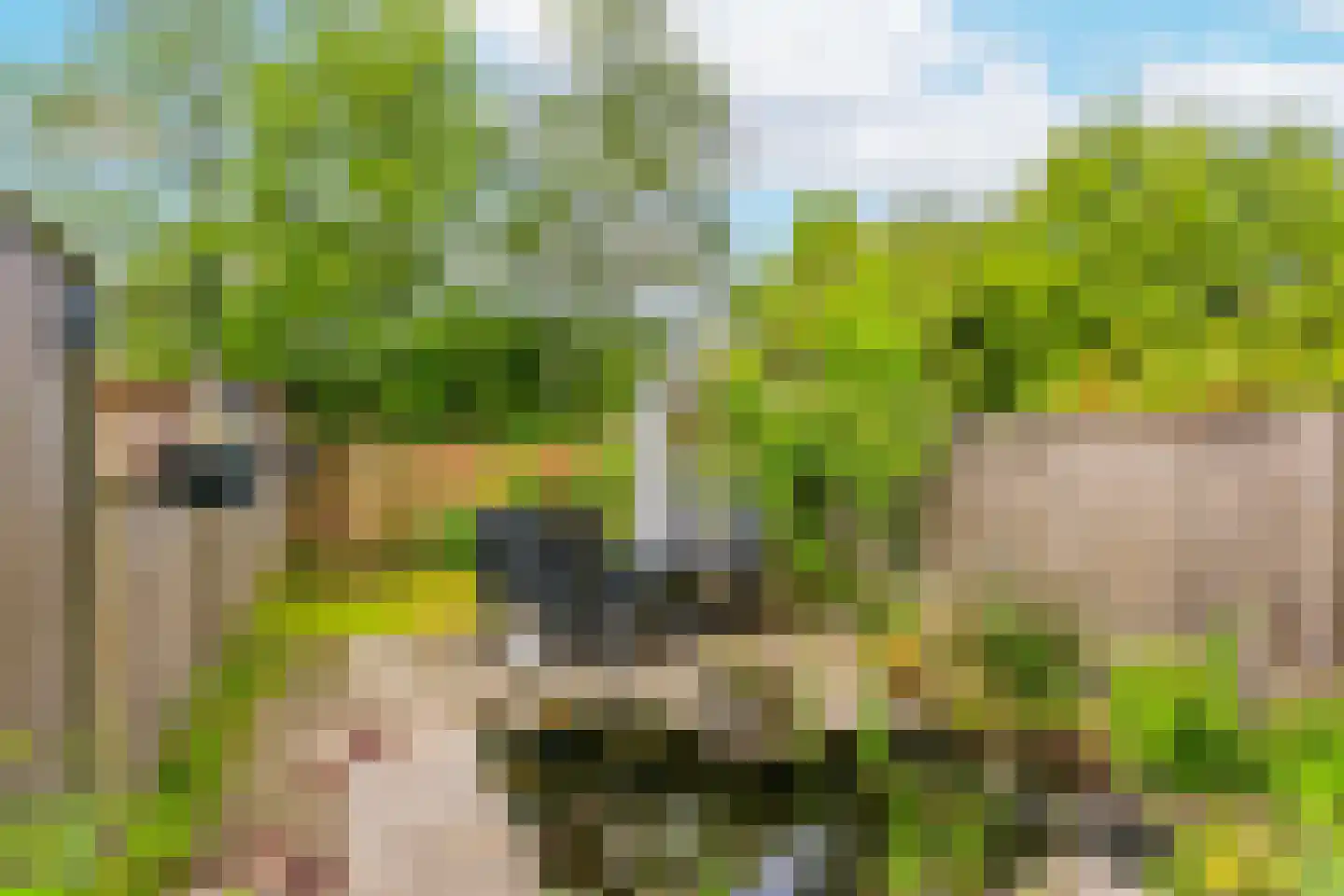 Boomstede 487 Maarssen thumbnail 43