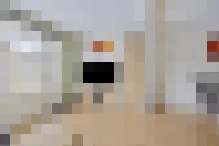 Boomvalk 24 Emmen thumbnail 7