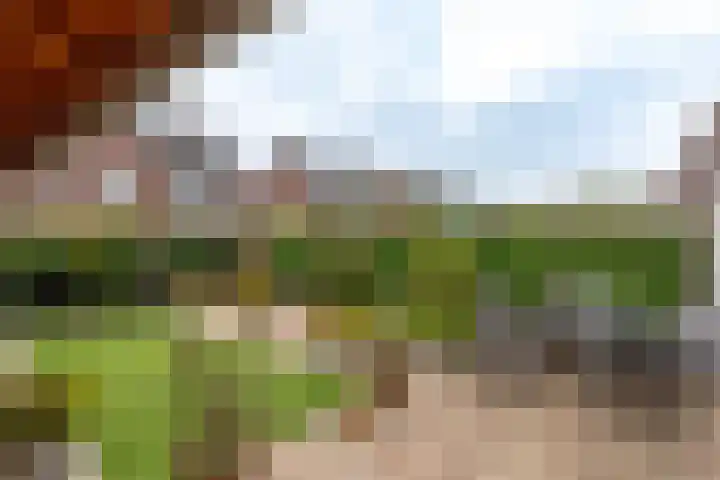 Boomvalk 28 Venray thumbnail 10