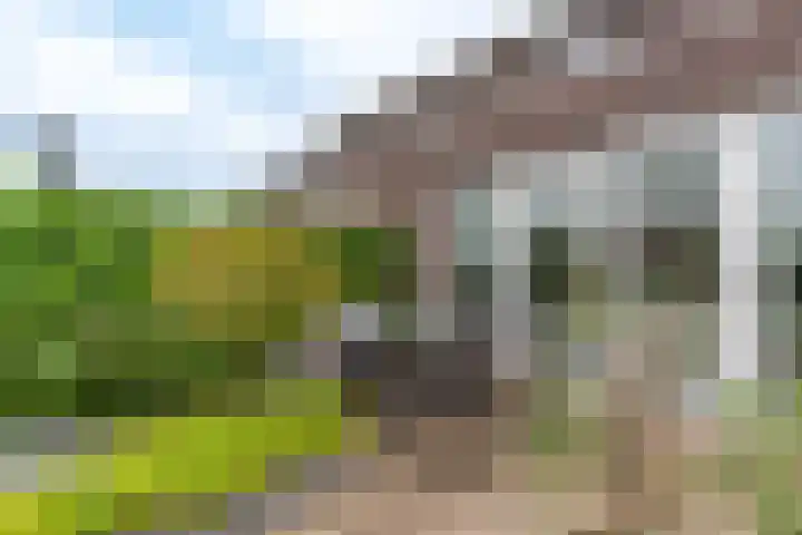 Boomvalk 28 Venray thumbnail 11