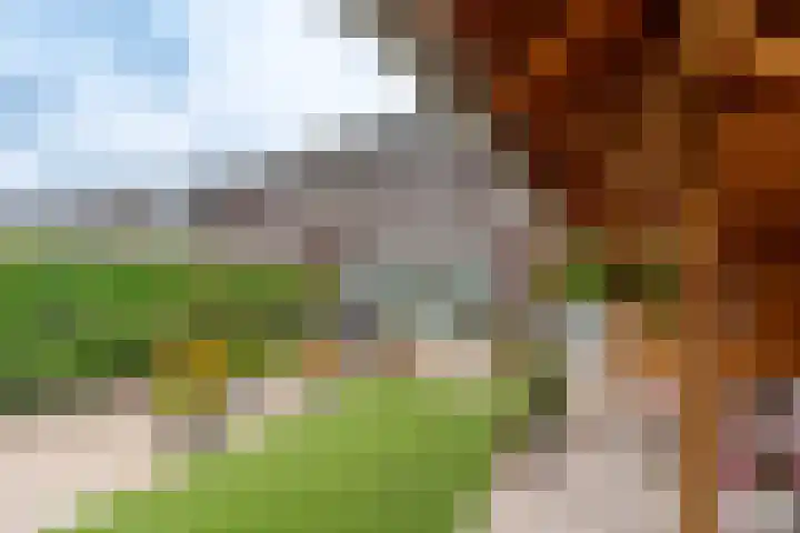 Boomvalk 28 Venray thumbnail 13