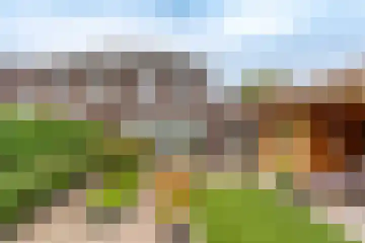 Boomvalk 28 Venray thumbnail 8
