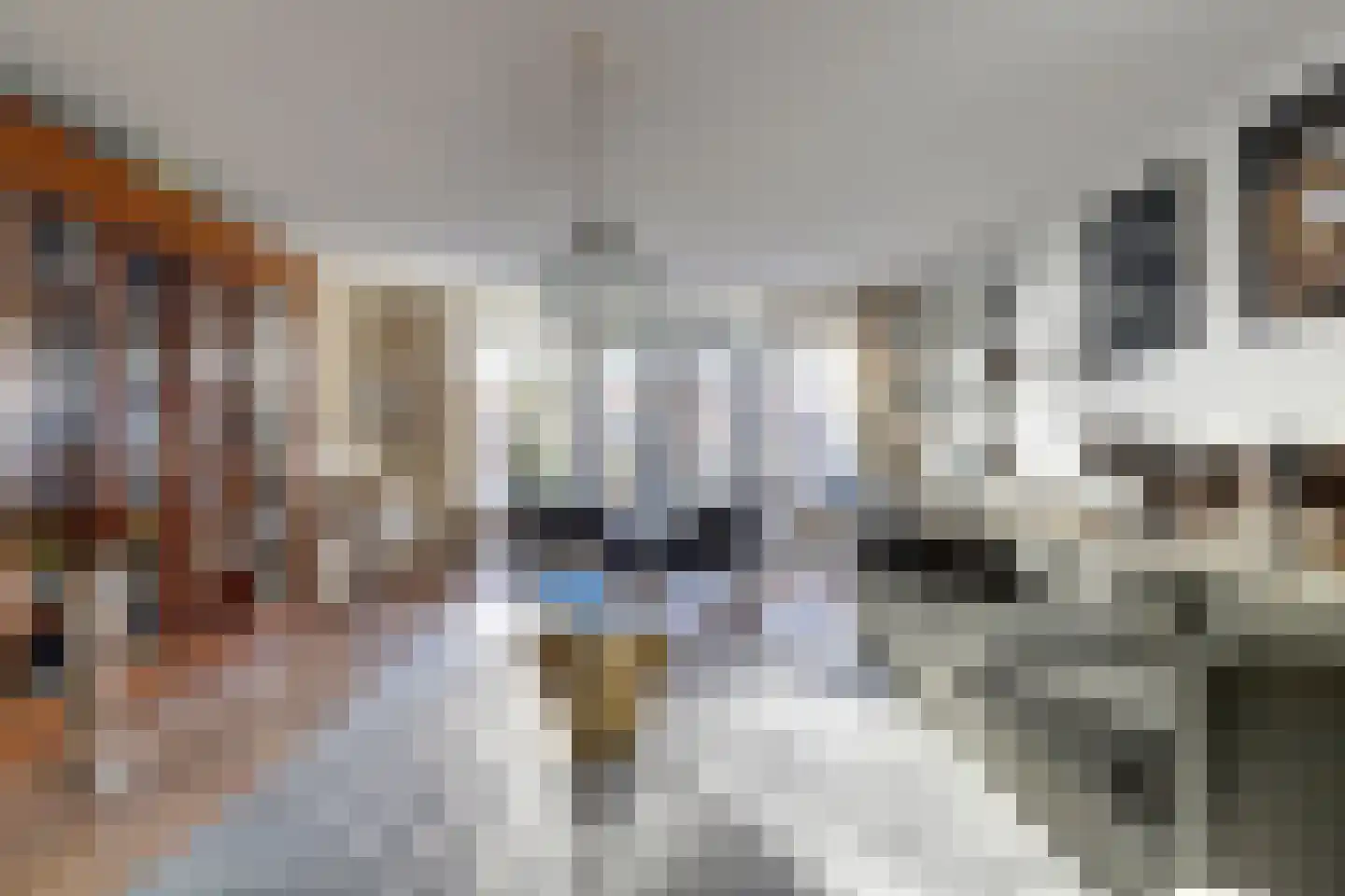 Boomvalk 5 Valkenburg thumbnail 14