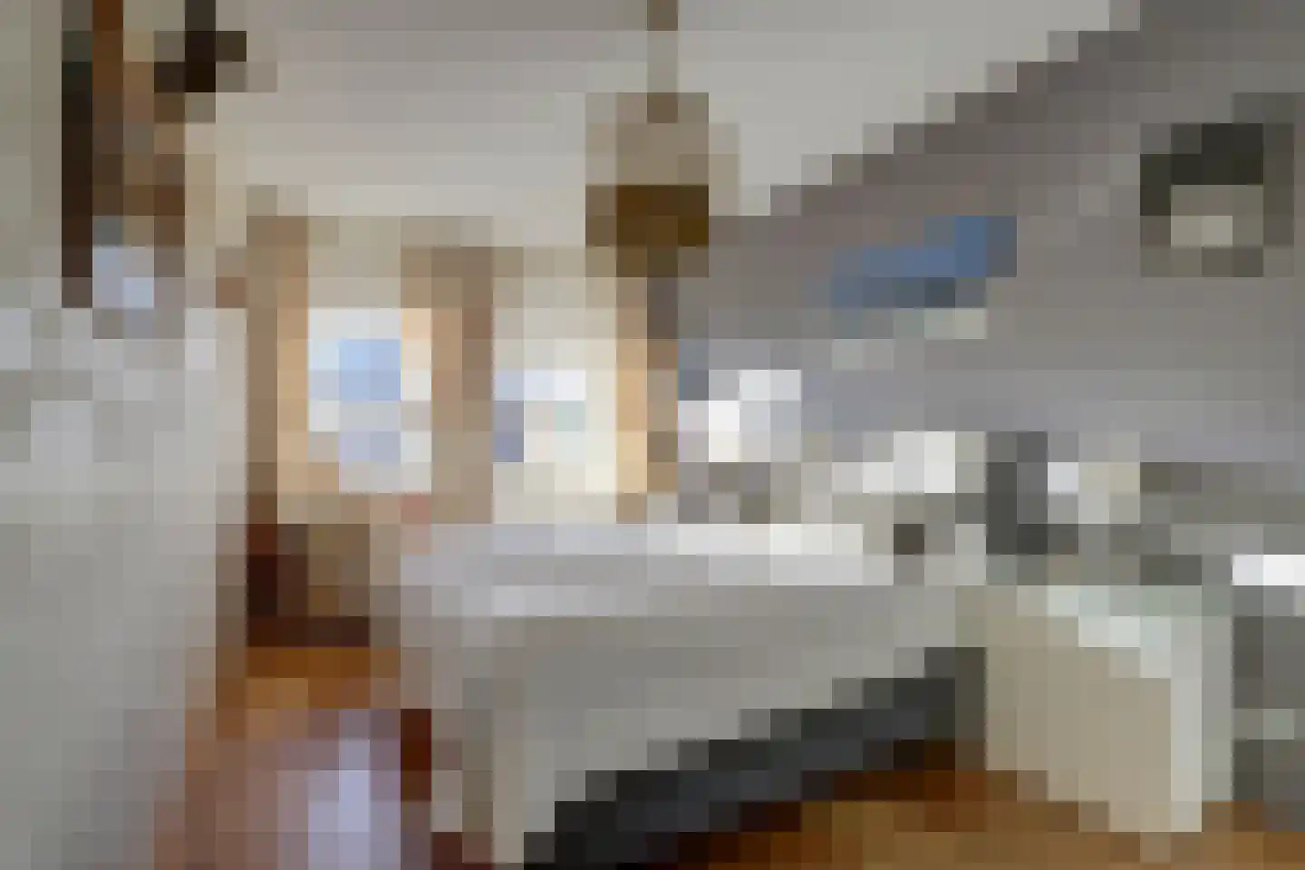 Boomvalk 5 Valkenburg thumbnail 25