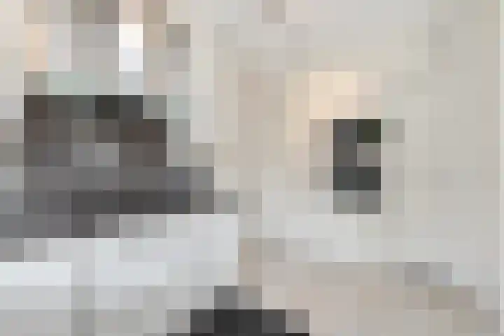 Boomven 1 Veldhoven thumbnail 23