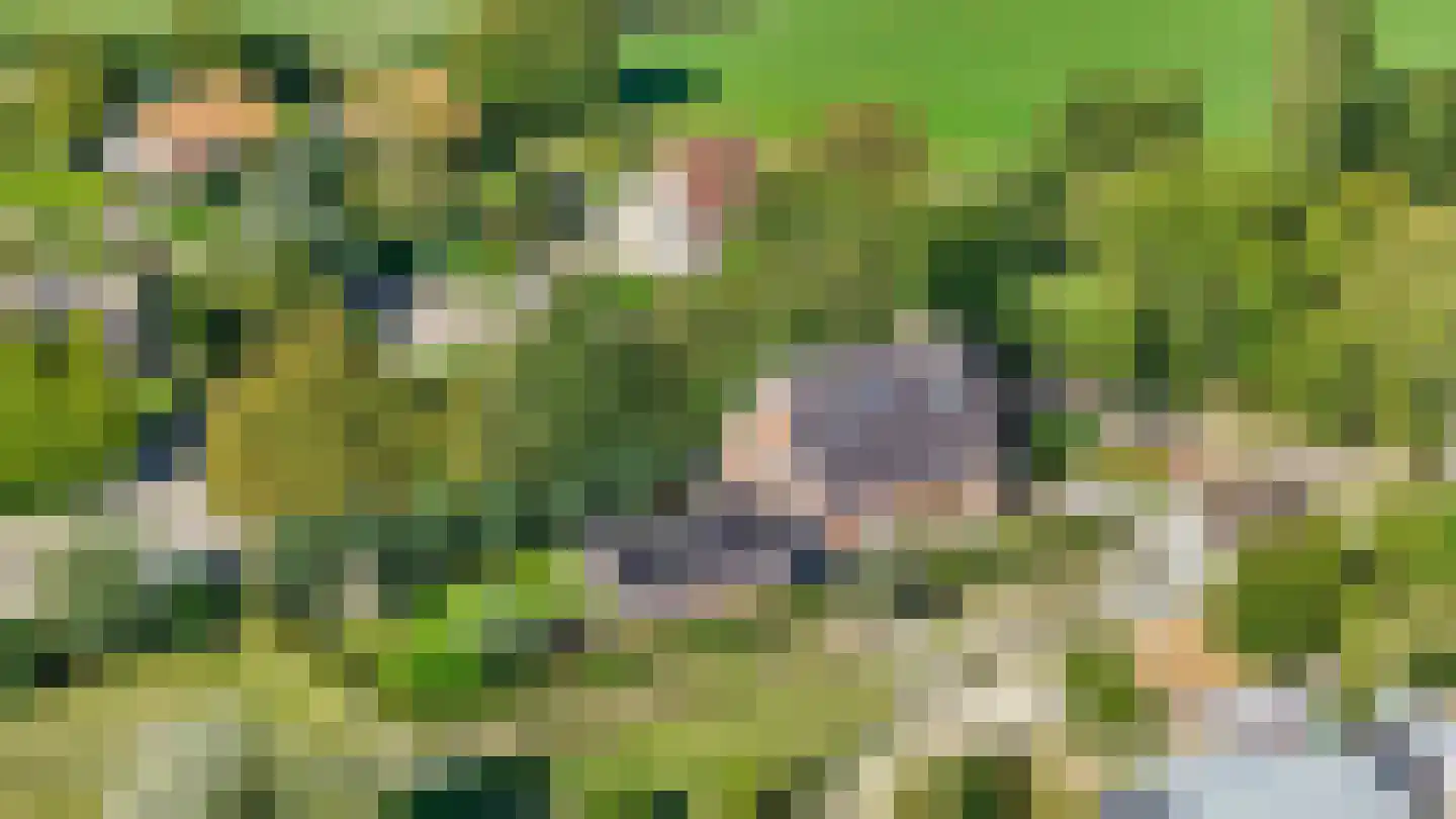 Boomweg 21 Rockanje thumbnail 73