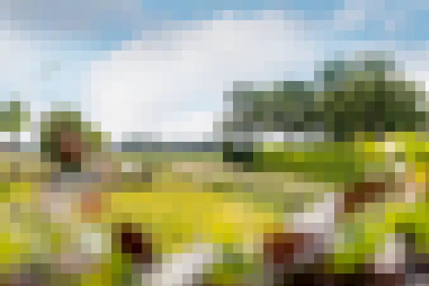 Boomweg 21 Rockanje thumbnail 74