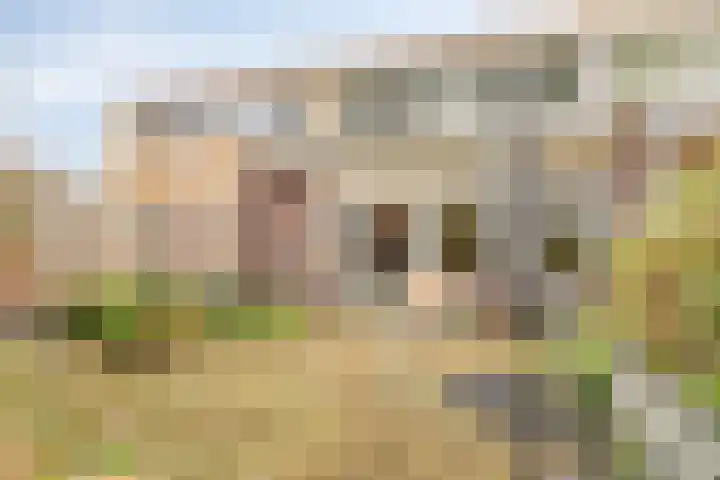 Boonackers 60 Emmen thumbnail 24