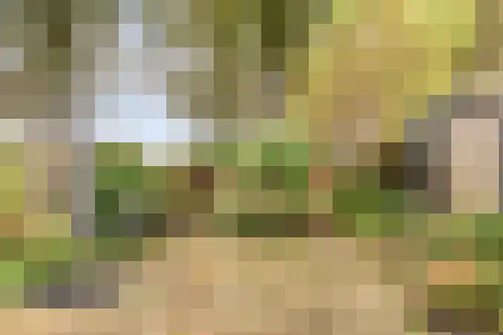 Boonackers 60 Emmen thumbnail 26