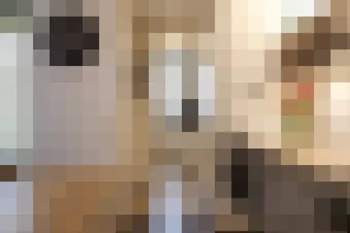 Boontjes 4 Harlingen thumbnail 24