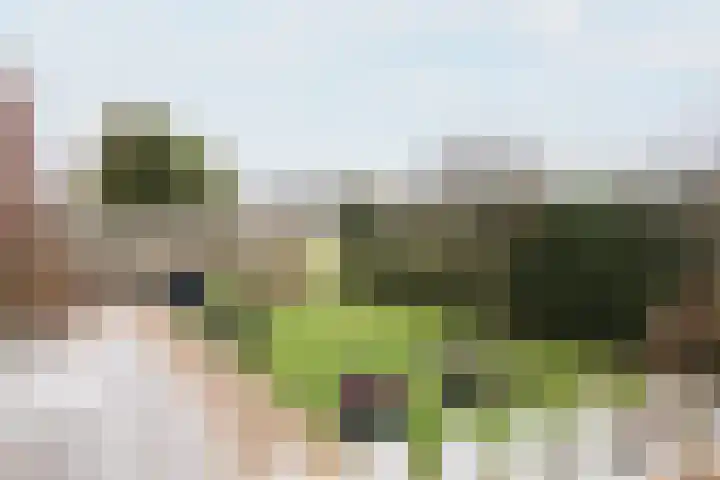 Boontjes 4 Harlingen thumbnail 63