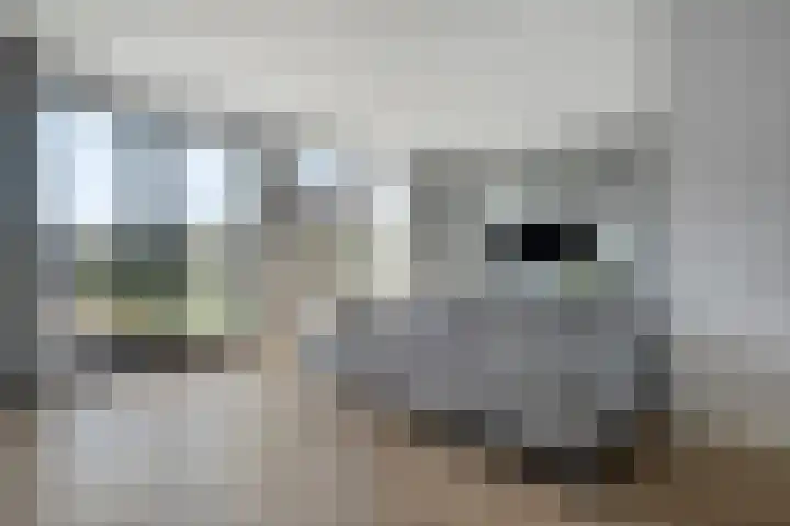 Boormolen 70 Zwolle thumbnail 9