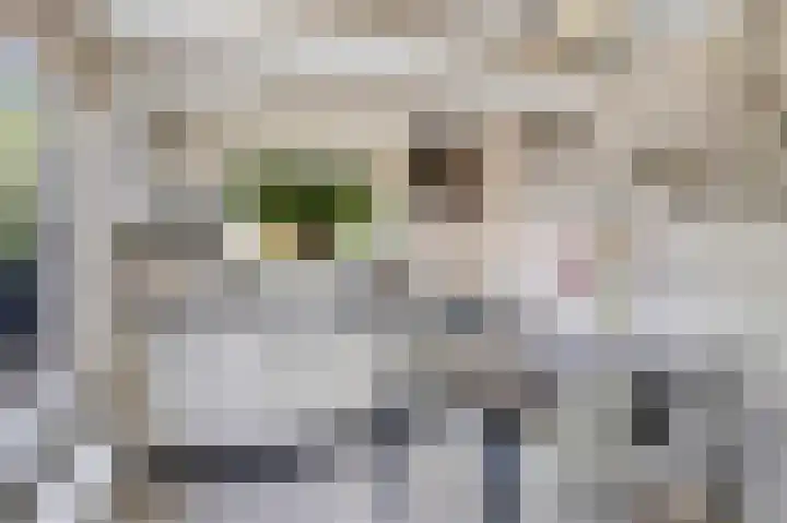 Boppelâns 7 Warns thumbnail 11