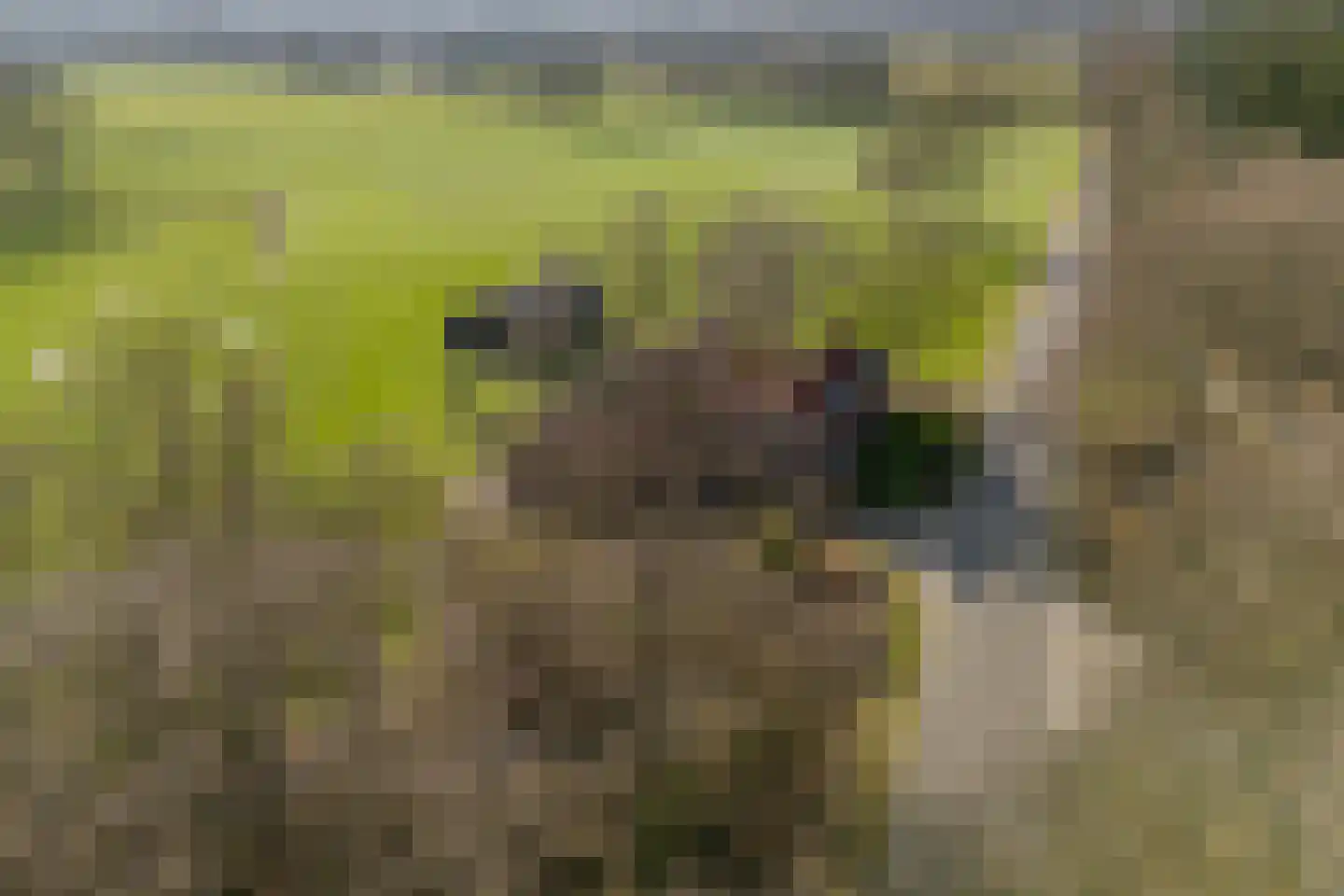 Borculoseweg 36 Barchem thumbnail 5