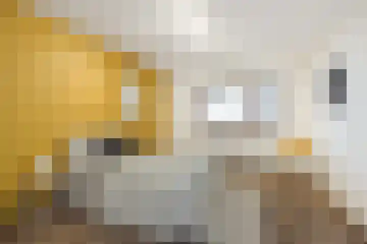 Bordeslaan 355 's-Hertogenbosch thumbnail 26